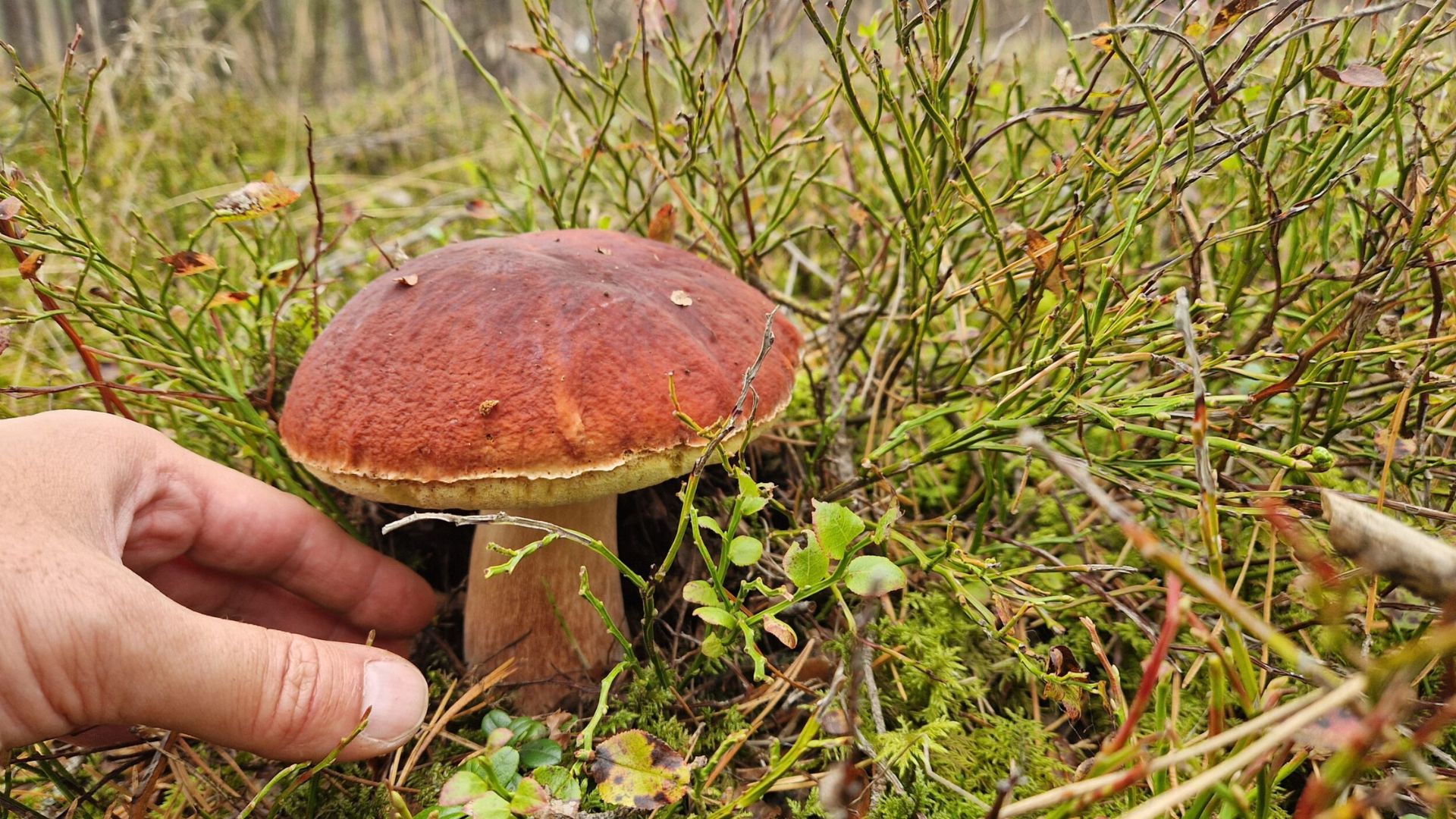 Mazury, grzyby, ryby